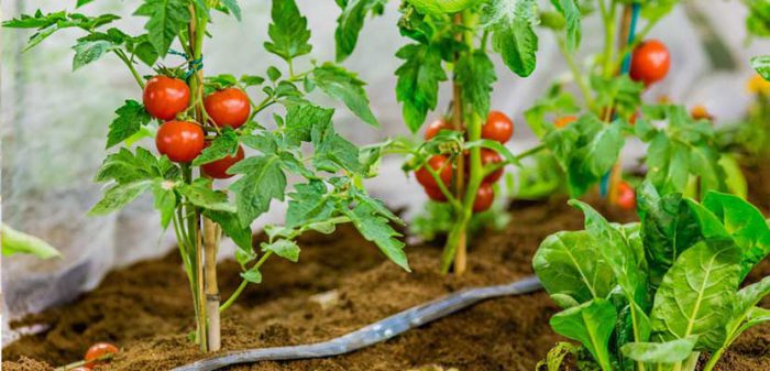 تصویر 4 از گوجه‌ فرنگی شیراز تازه با طعم مطلوب و بافت گوشتی