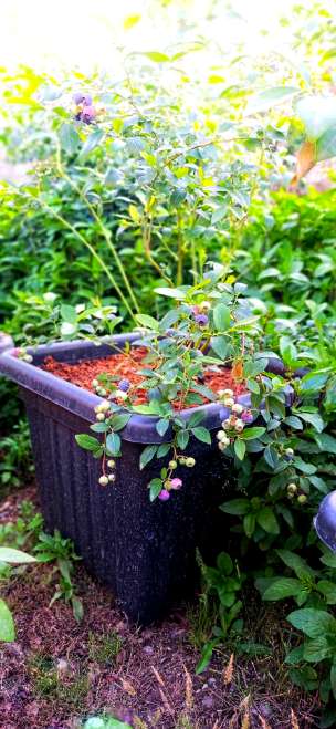 تصویر 1 از خرید نهال دوساله بلوبری با ضمانت رشد + ارسال فوری به سراسر کشور