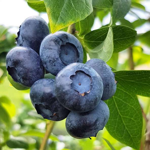 تصویر 1 از قیمت بلوبری ایرانی امروز + خرید مستقیم از باغدار با کمترین نرخ