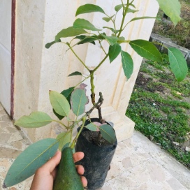 تصویر 3 از قیمت نهال آووکادو هس و زوتانو + نهال اصل وارداتی با گواهی سلامت