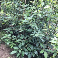 تصویر 4 از قیمت نهال آووکادو هس و زوتانو + نهال اصل وارداتی با گواهی سلامت