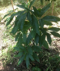 تصویر 1 از قیمت نهال آووکادو هس و زوتانو + نهال اصل وارداتی با گواهی سلامت