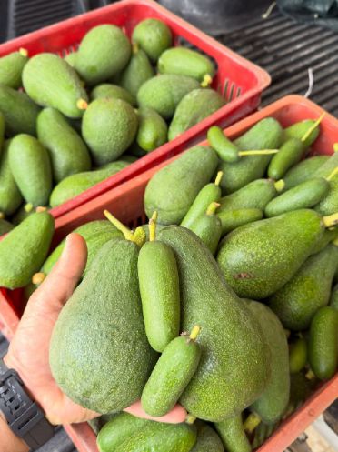 تصویر 4 از خرید میوه آووکادو از مزرعه + برداشت روز تازه چین و مستقیم از باغ