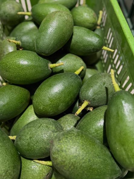 تصویر 5 از خرید میوه آووکادو از مزرعه + برداشت روز تازه چین و مستقیم از باغ
