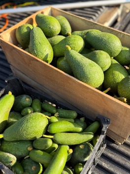 تصویر 3 از خرید میوه آووکادو از مزرعه + برداشت روز تازه چین و مستقیم از باغ