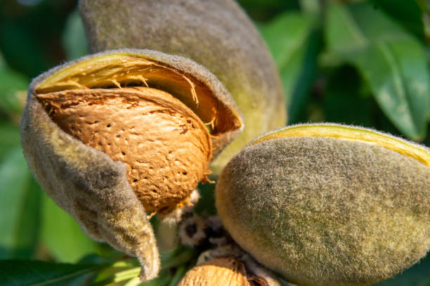 تصویر 1 از بادام درختی گلستان ارگانیک تازه برداشت مناسب تنقلات مدرسه