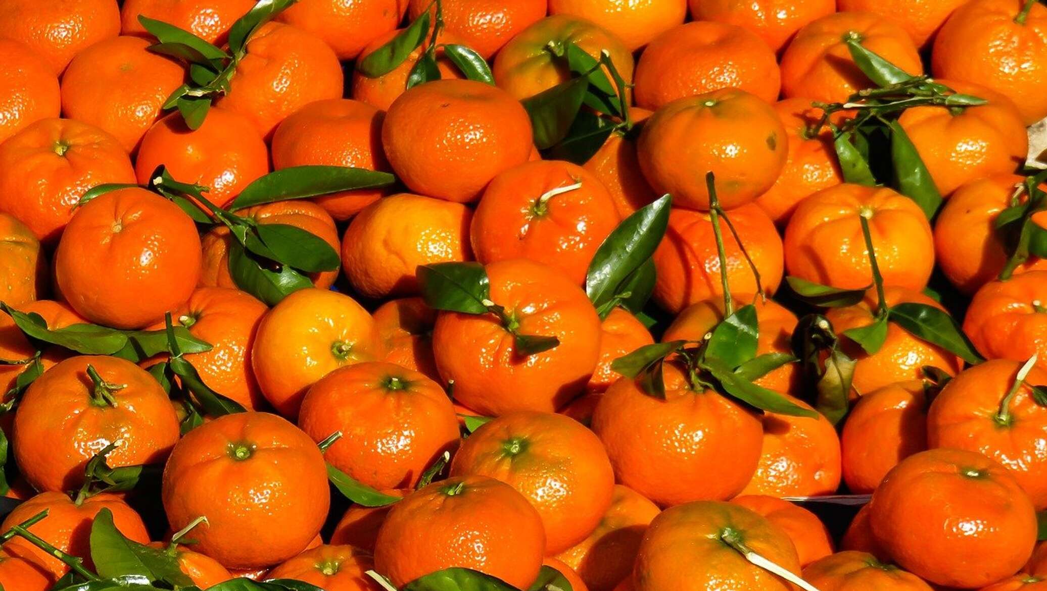 نارنگی جنوب تازه با طعم شیرین و بافت آبدار