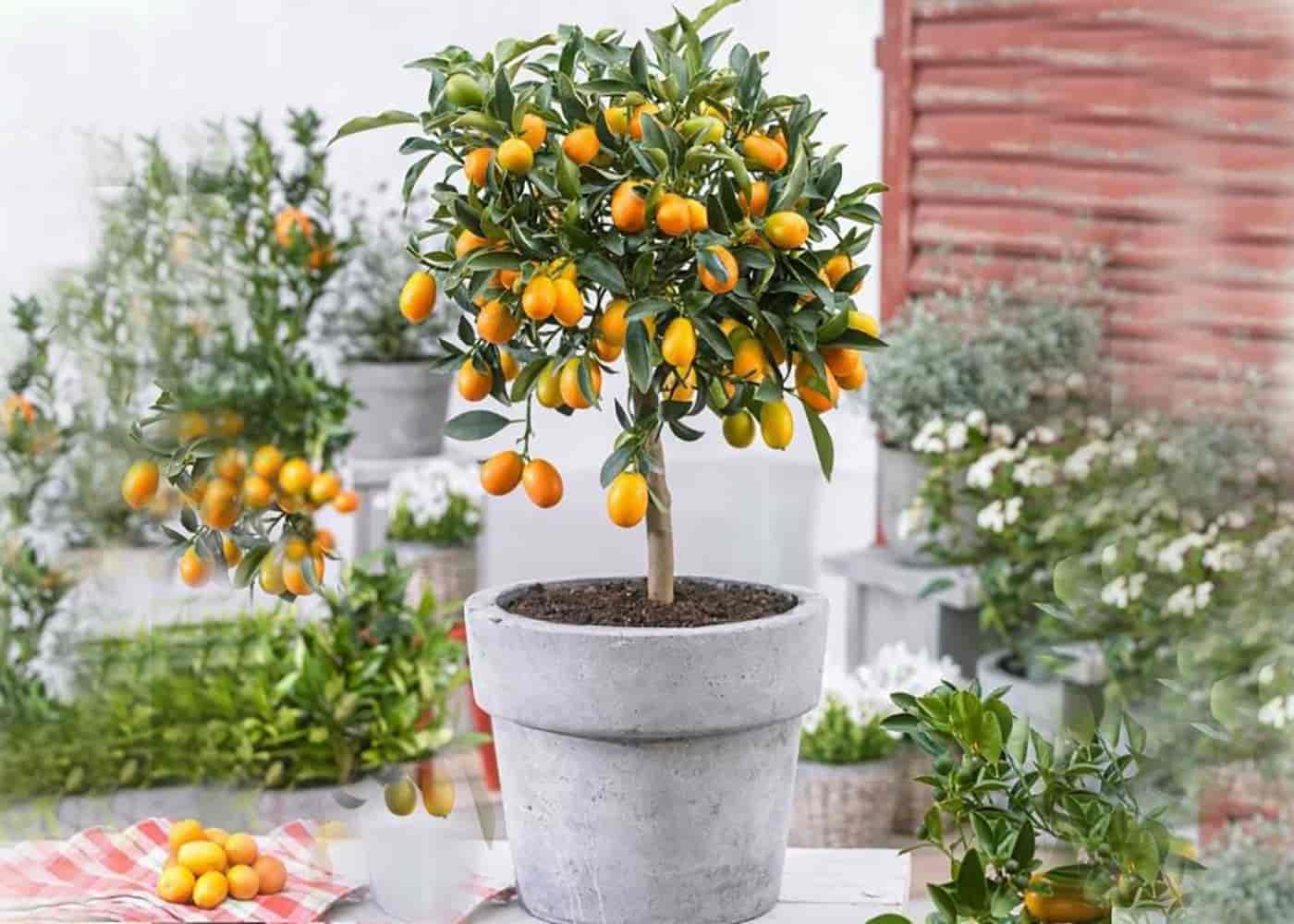 پرتقال زینتی با رنگ جذاب و بافت مناسب تزئینات