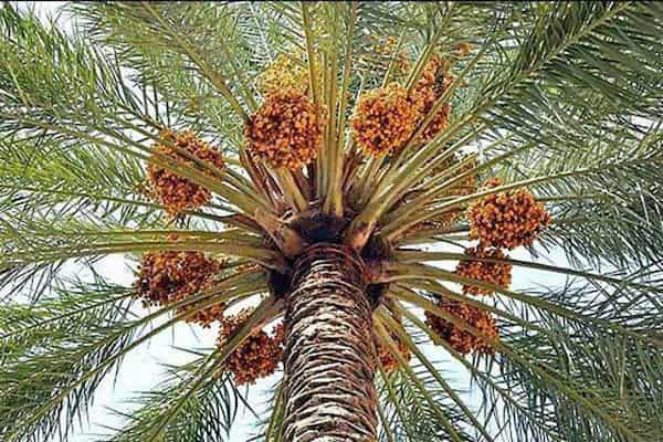 تصویر 4 از خرما زاهدی قصب دارای دانه تمیز طبیعی