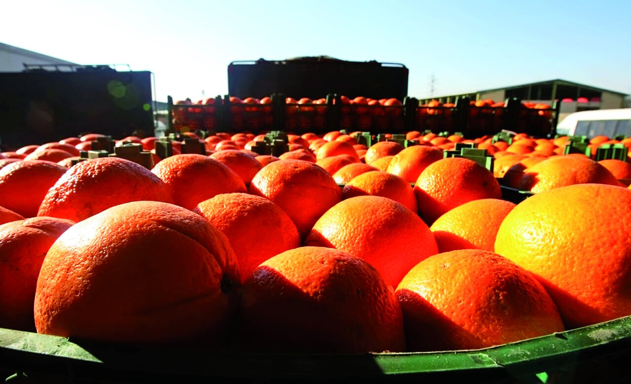 تصویر 2 از پرتقال دو رگه شیرین سرشار از ویتامین C و مواد مغذی