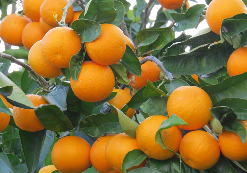 تصویر 1 از پرتقال پیوندی سرشار از عناصر معدنی و ترکیبات مغذی