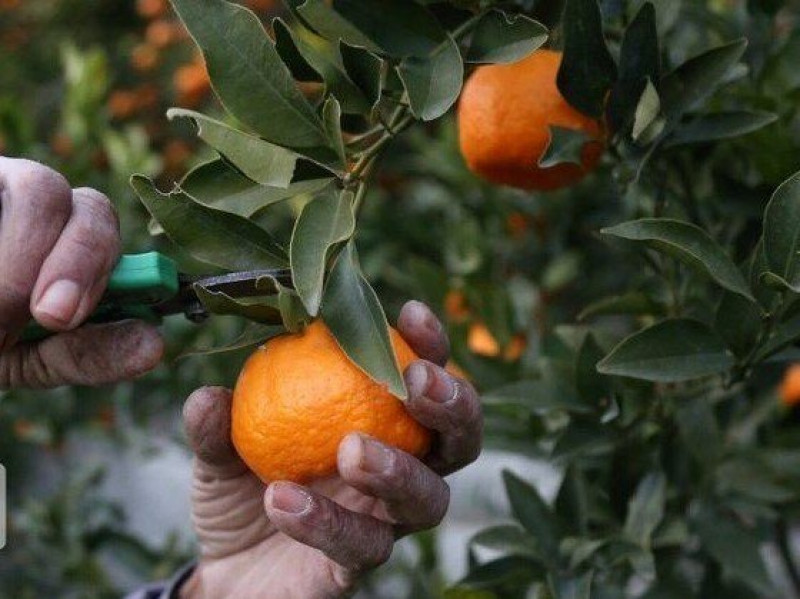 تصویر 3 از نارنگی رسیده عمده بسته‌ ای کامل از میوه‌ های تازه و رسیده