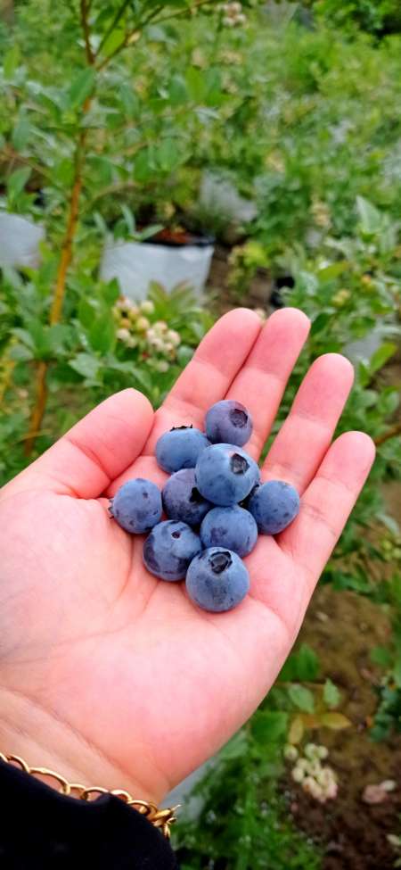 قیمت عمده بلوبری شمال + فروش مستقیم باغ و تحویل سریع به سراسر کشور