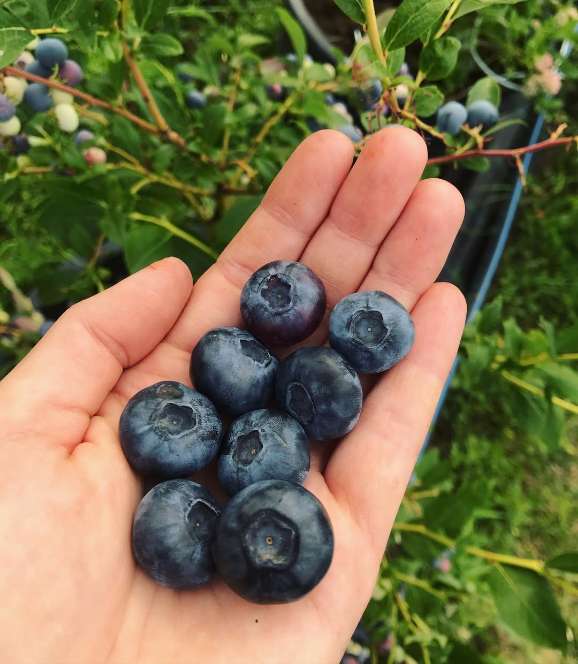 تصویر 3 از قیمت عمده بلوبری شمال + فروش مستقیم باغ و تحویل سریع به سراسر کشور