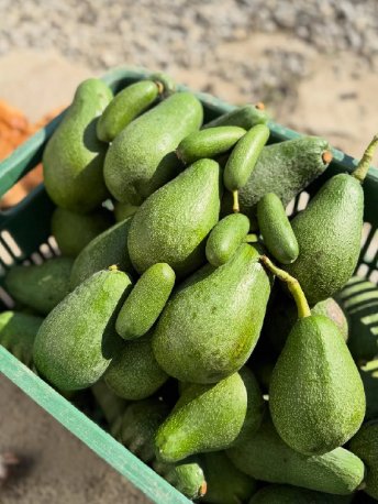 تصویر 5 از قیمت عمده آووکادو شمال + خرید عمده باغداران با بهترین نرخ بازار