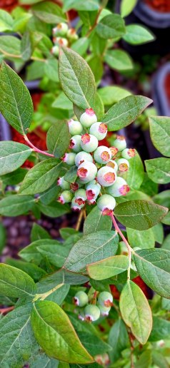 تصویر 1 از قیمت نهال بلوبری + استعلام روز ارسال سریع و تضمین اصالت