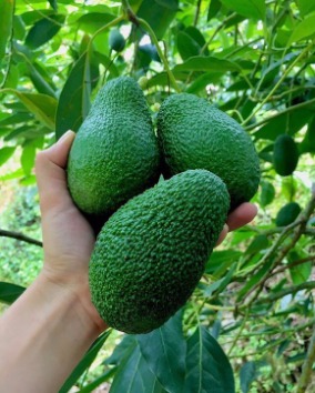 تصویر 4 از قیمت نهال آووکادو + خرید مستقیم از نهالستان معتبر با ضمانت رشد
