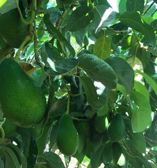 تصویر 2 از قیمت نهال آووکادو + خرید مستقیم از نهالستان معتبر با ضمانت رشد