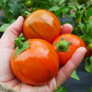 بادمجان قرمز ترکی ارگانیک و با طعم غنی طبیعی