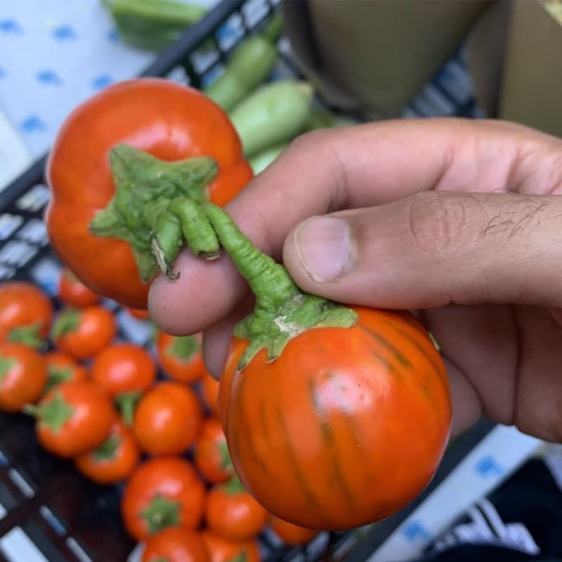 تصویر 4 از بادمجان قرمز ترکی ارگانیک و با طعم غنی طبیعی