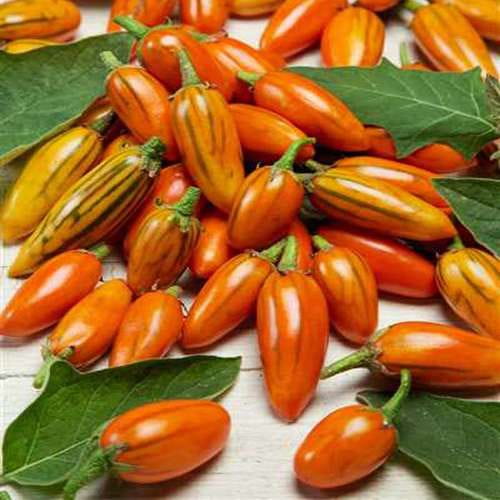 تصویر 1 از بادمجان زینتی با رنگ‌ های جذاب و شکل‌ های منحصر به فرد