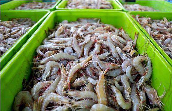 میگو سایز 30 با بافت سالم