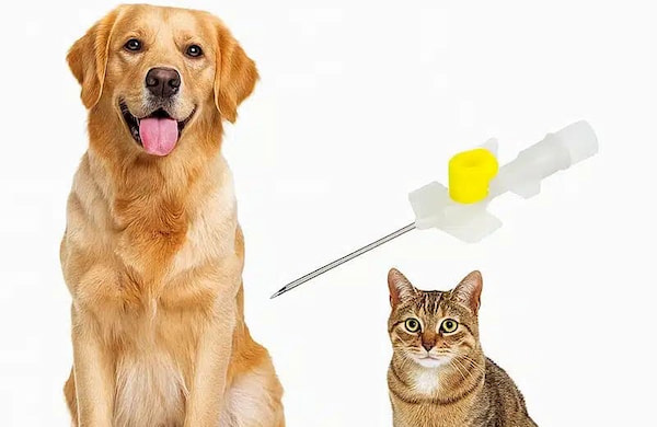 آنژیوکت دامپزشکی با دوام و مقاوم مناسب تزریق های طولانی