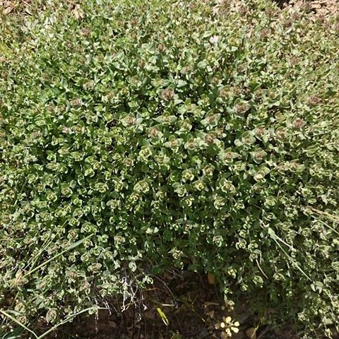 خرید کاکوتی