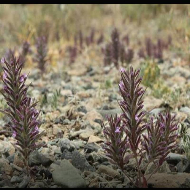 کاکوتی کوهی طبیعی با عطر قوی و کیفیت ممتاز مناسب دمنوش