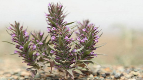 تصویر 1 از کاکوتی کوهی طبیعی با عطر قوی و کیفیت ممتاز مناسب دمنوش