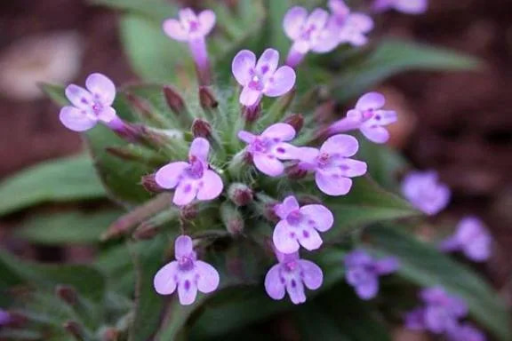 تصویر 4 از کاکوتی خشک معطر کوهی با عطر طبیعی و کیفیت بالا