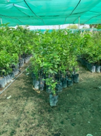 تصویر 4 از خرید نهال انبه پیوندی پربار + تضمین اصالت و باردهی سریع