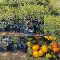 فروش نهال کنار بدون هسته + پربار زودبازده مناسب کشت تجاری