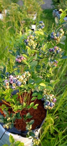 تصویر 4 از خرید نهال بلوبری سه‌ ساله آماده باردهی + مناسب کشت حرفه ای