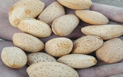 تصویر 4 از بادام سنگی ریز و یکدست با کیفیت بالا و تغذیه مناسب کودکان