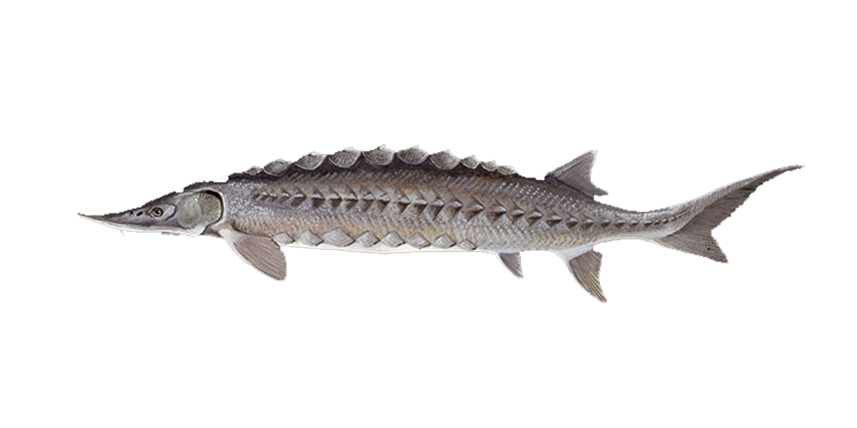 تصویر 1 از عرضه عمده ماهی خاویار جنوب صادراتی