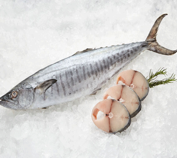 عرضه عمده ماهی شیر جنوب صادراتی