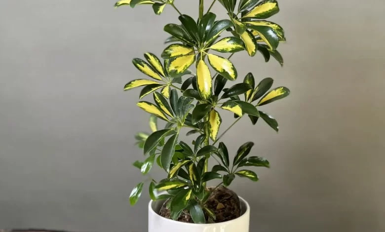 تصویر 4 از گل شفلرا ابلق انتخابی عالی برای خانه و دفتر