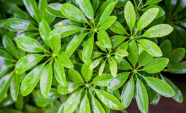 گل شفلرا ابلق انتخابی عالی برای خانه و دفتر