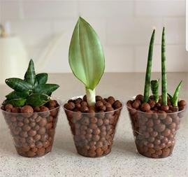 تصویر 4 از پوکه صنعتی برای گلدان دانه‌ بندی مناسب رشد گیاه