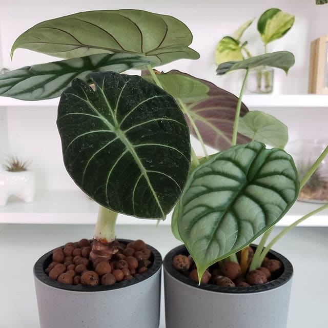 پوکه صنعتی برای گلدان دانه‌ بندی مناسب رشد گیاه