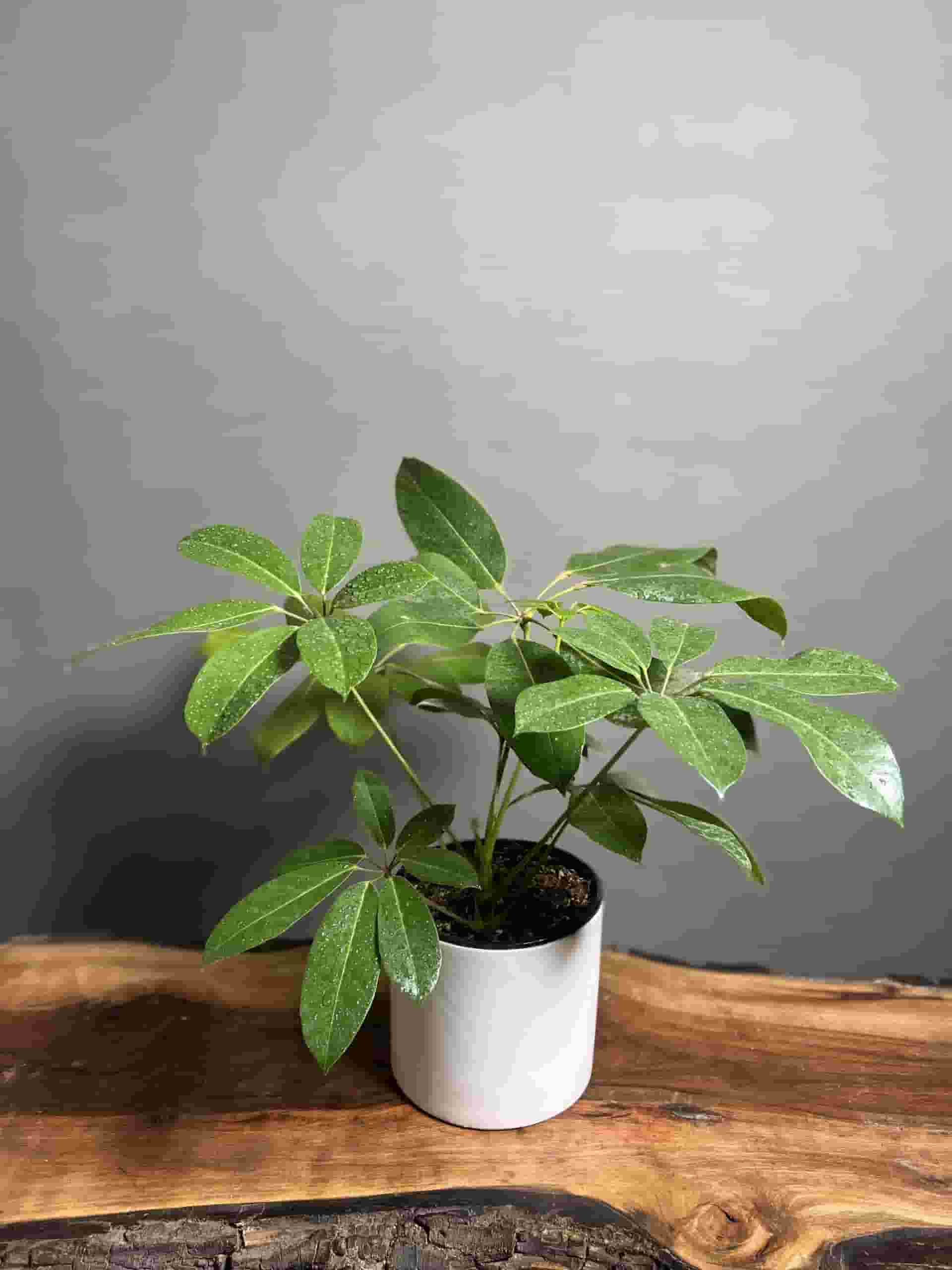 تصویر 4 از گل شفلرا آمیت با برگ‌ های پهن و سبز جذاب