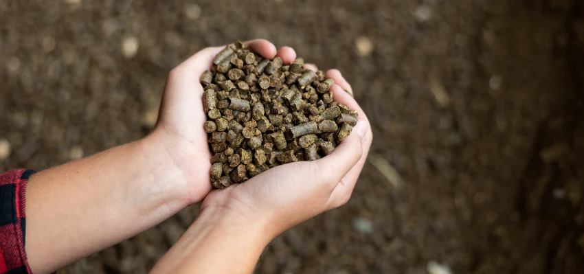 کود مرغی برای زمین شور اصلاح کننده تدریجی