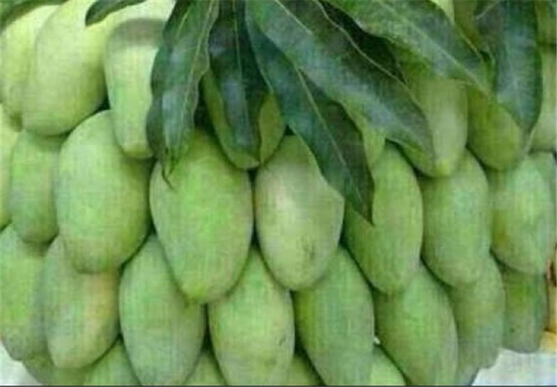 تصویر 4 از انبه سبز پاکستانی با طعم ترش و بافت ترد