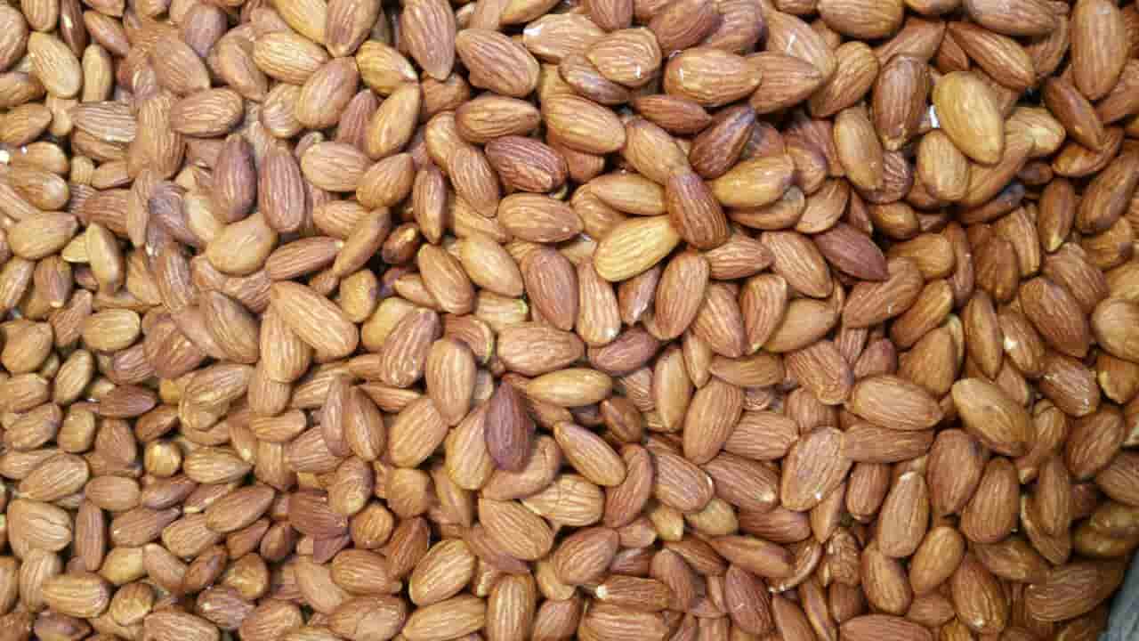 تصویر 2 از بادام درختی گلستان خاستگاه شمال ایران مناسب کاربرد خوراکی