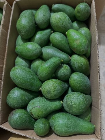 تصویر 5 از خرید آووکادو ارزان + فروش ویژه آووکادو تازه با ارسال سریع