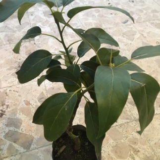 تصویر 5 از قیمت فروش نهال آووکادو + استعلام آنلاین و خرید نهال آووکادو اصل