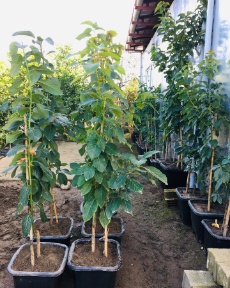 تصویر 1 از قیمت فروش نهال آووکادو + استعلام آنلاین و خرید نهال آووکادو اصل