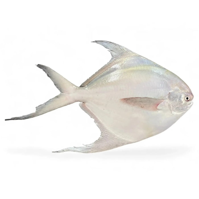 تصویر 4 از ماهی حلوا اهواز با کیفیت و درجه 1