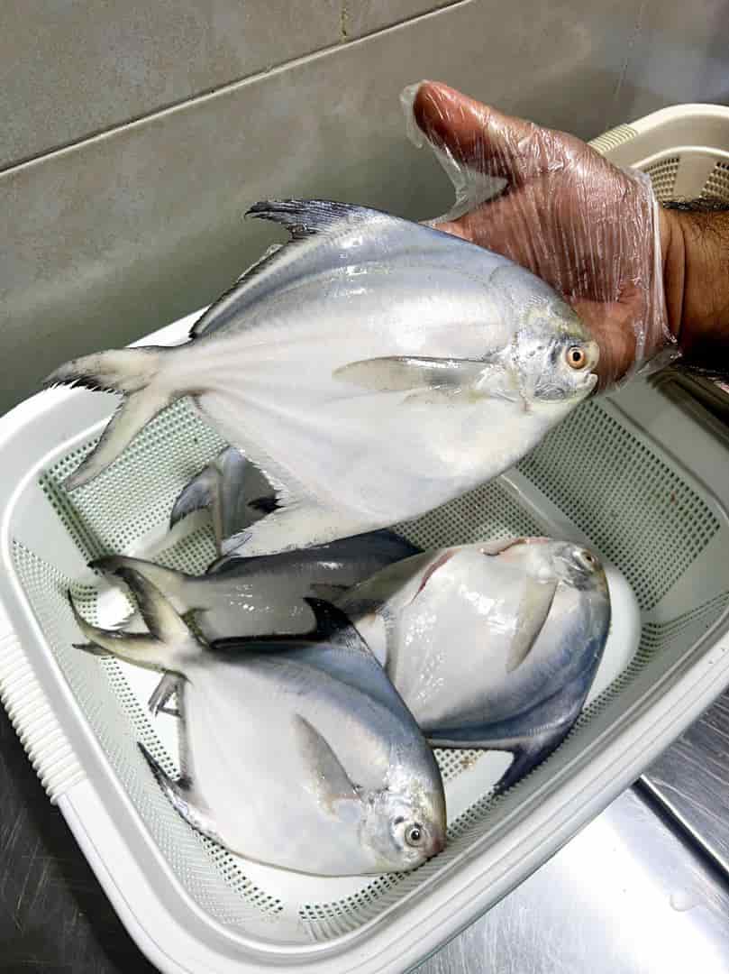 تصویر 3 از ماهی حلوا اهواز با کیفیت و درجه 1